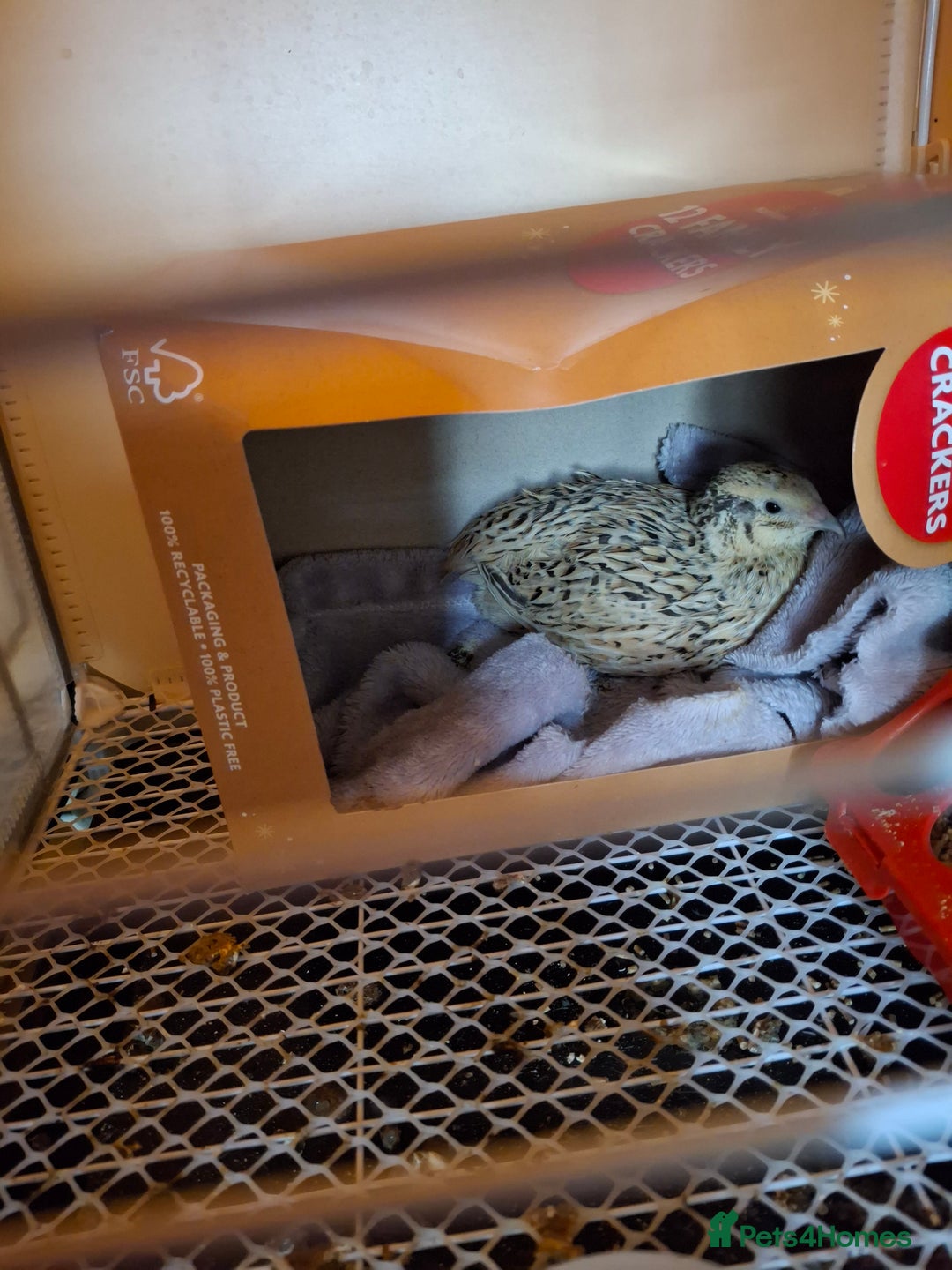 Mixed Breed birds for sale: 2 femail quails with cage - Advert 6