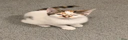 Domestic Shorthair cats for sale:     6-Month-Old Female Calico For Sale  in London - Advert 5