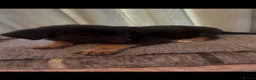 German Shepherd dogs for sale: German shepherd puppies in Warrington - Advert 3