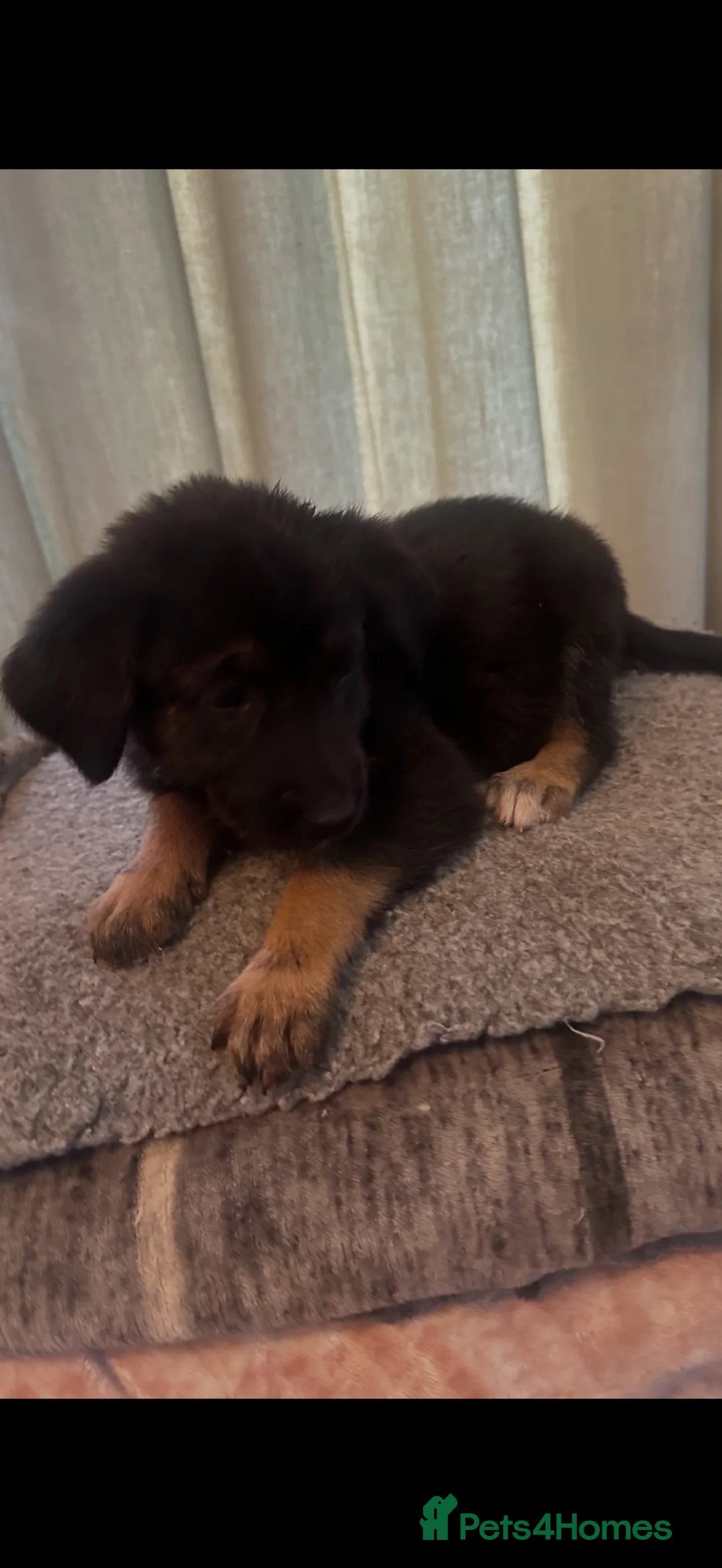 German Shepherd dogs for sale: German shepherd puppies in Warrington - Advert 3