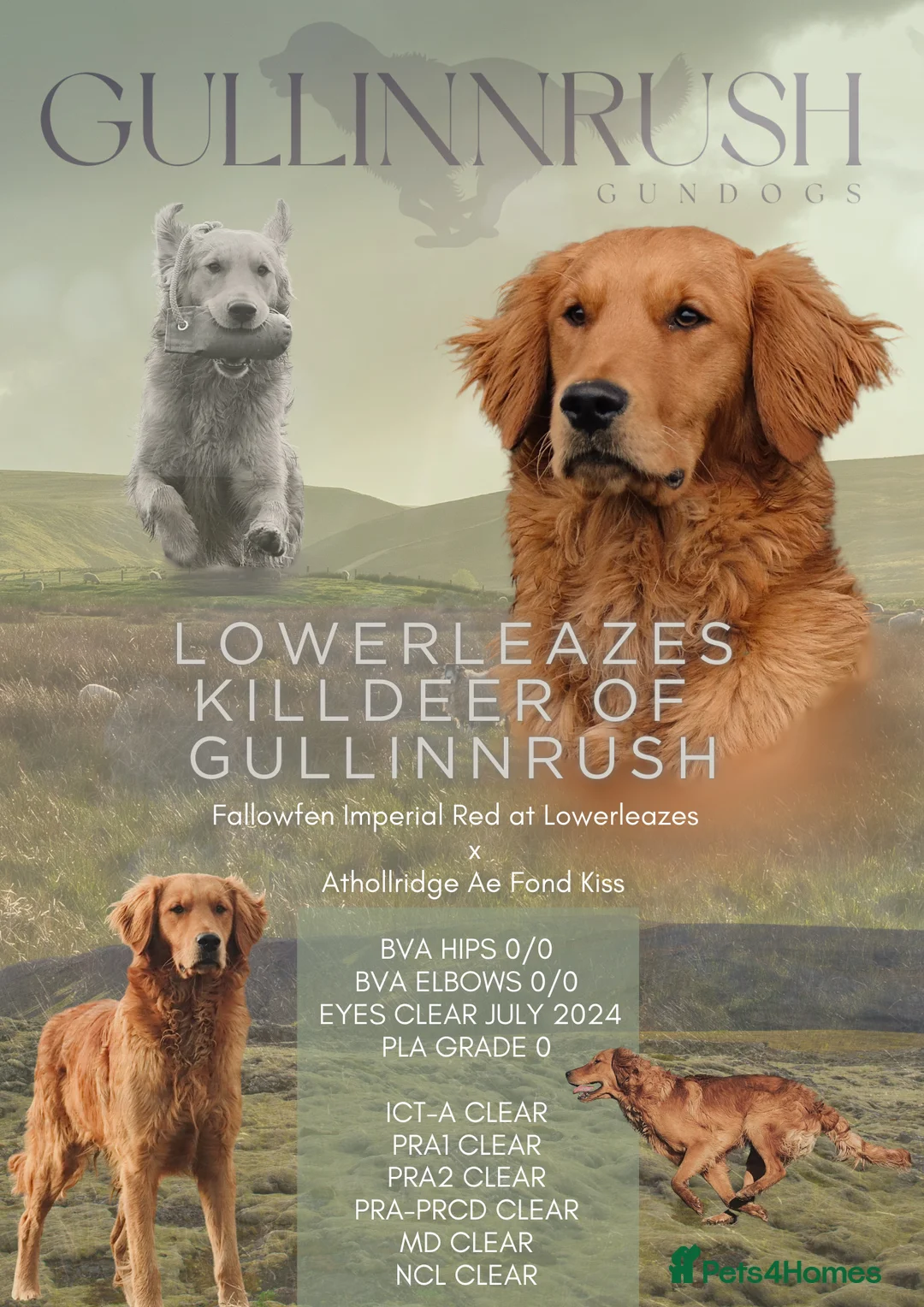 Golden Retriever dogs for stud: KC Working Golden Retriever 0/0 hips, clear DNA  in Halstead - Advert 5