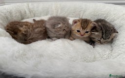 British Shorthair cats for sale: British shorthair kittens  - Image 14