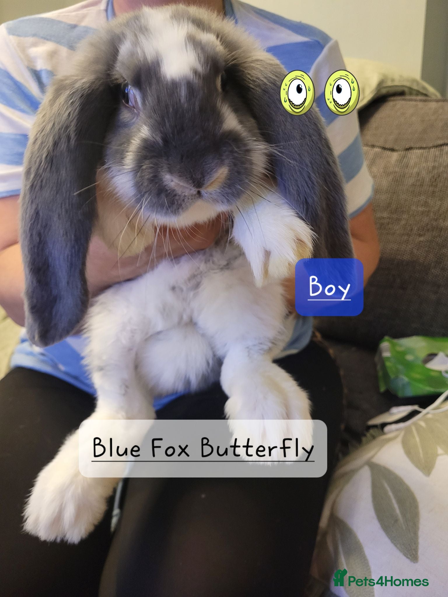 French Lop rabbits Pure Bred French Lop babies Vaccinated with Yurvac - Advert 1