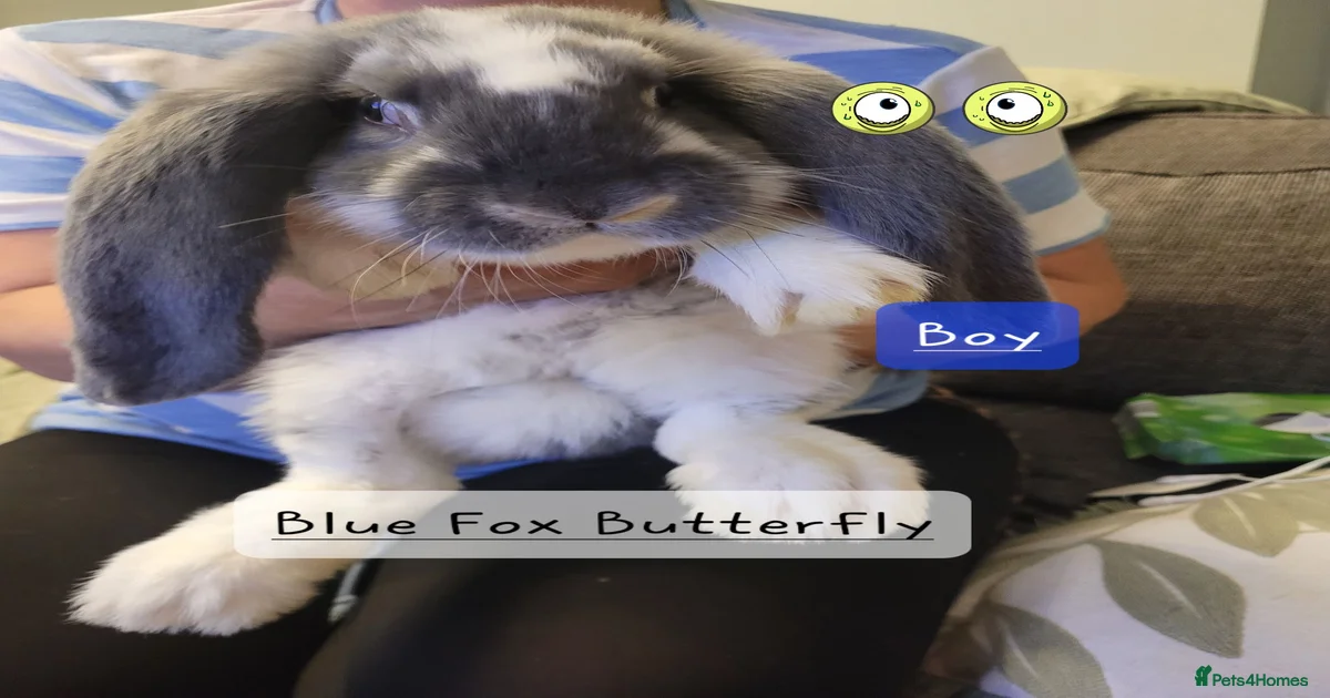 Rabbits for sale | Pets4Homes