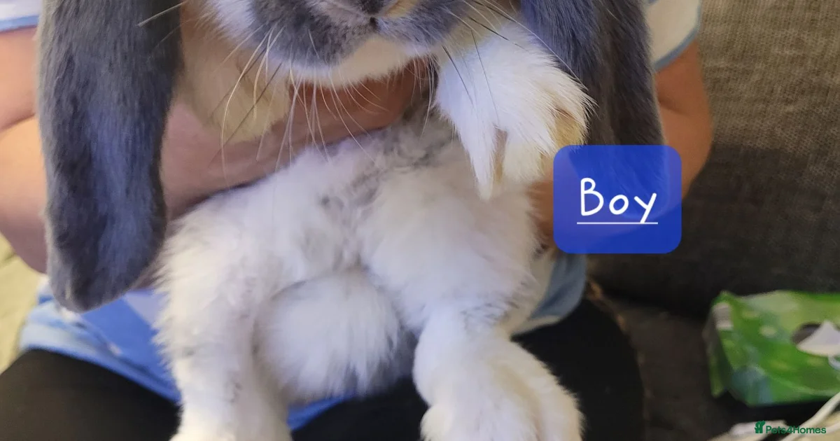 Rabbits for sale | Pets4Homes
