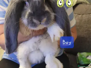 French Lop rabbits Pure Bred French Lop babies Vaccinated with Yurvac - Advert 1