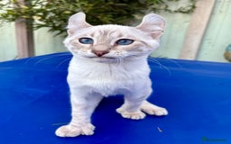 Savannah cats for sale: Superb polydactyl curled eared snow leopard  - Image 20
