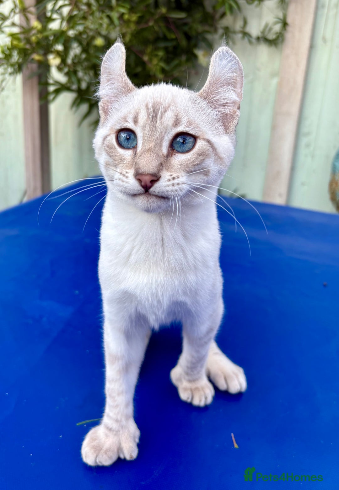 Savannah cats for sale: Superb polydactyl curled eared snow leopard  - Image 20
