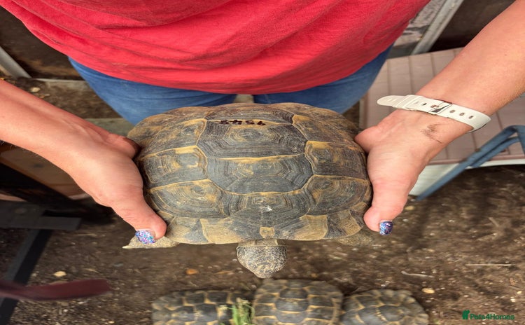 Tortoise reptiles - Advert 1