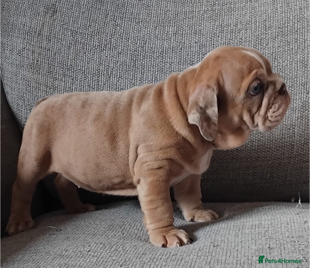 English Bulldog dogs for sale: Beautiful English Bulldog Puppies - Image 9
