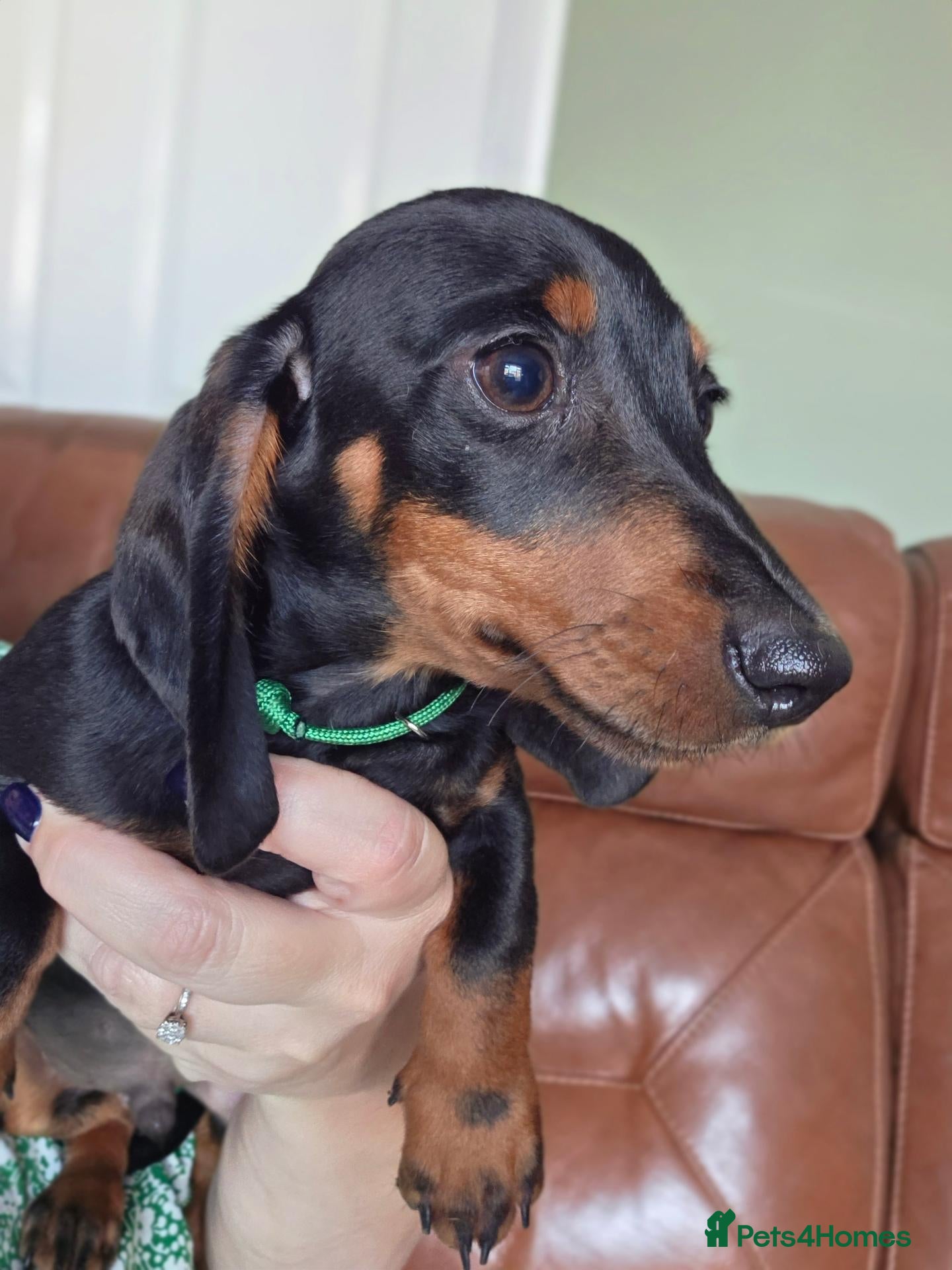 Miniature Dachshund dogs Miniature Dachshunds ready now - Advert 5
