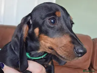Miniature Dachshund dogs Miniature Dachshunds ready now - Advert 5