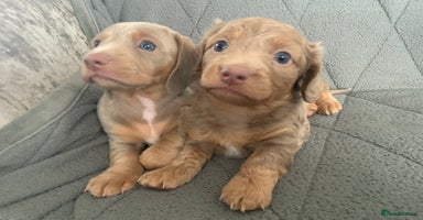 Miniature Dachshund dogs - Advert 9