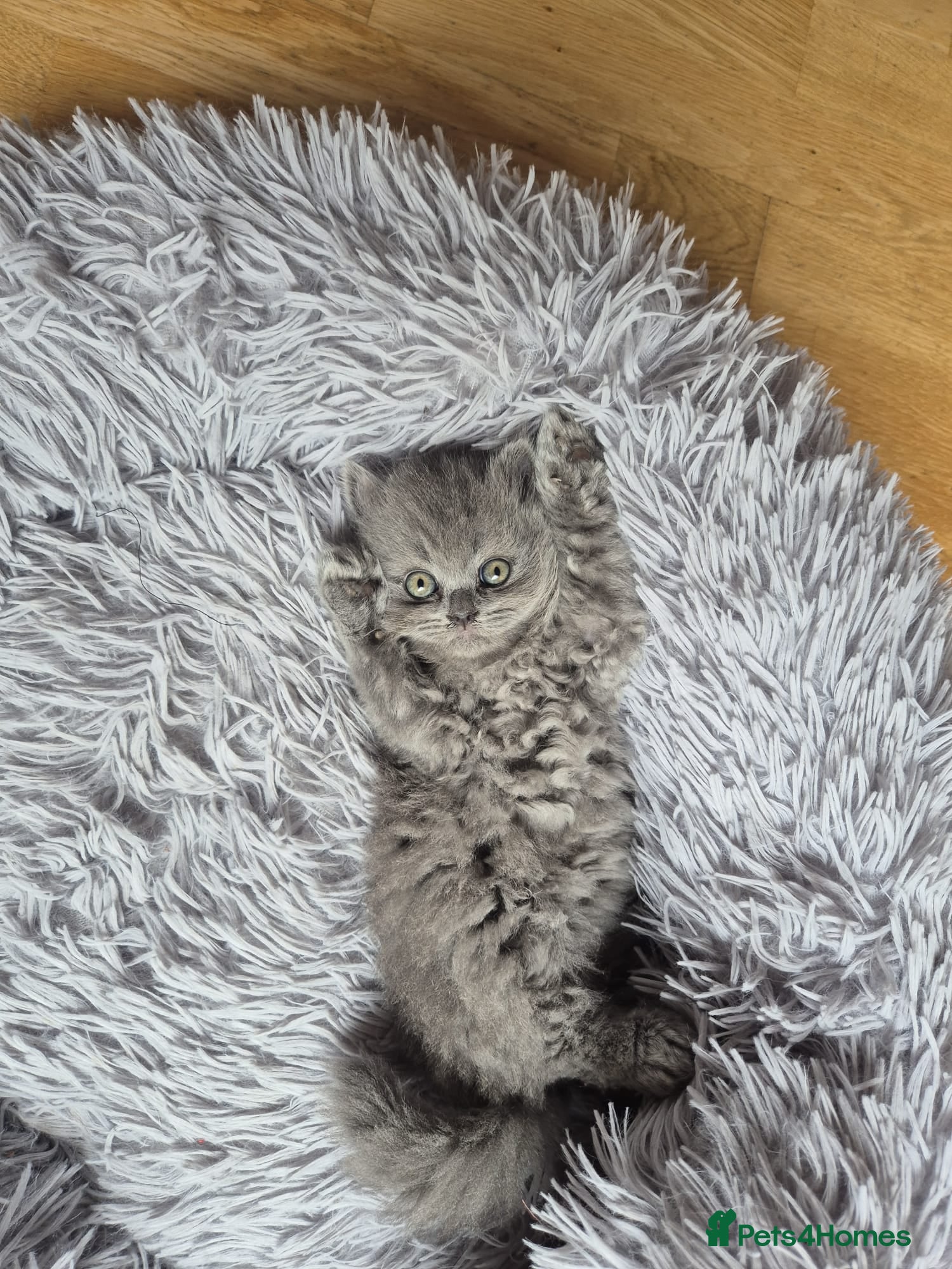 British Longhair cats for sale: Kittens blue boys and girl  in Nottingham - Advert 32