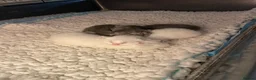 Ragdoll cats for sale: Unique Ragdoll Kittens - health tested parents - Advert 9
