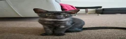 British Shorthair cats for sale: CUTE KITTENS - Advert 4