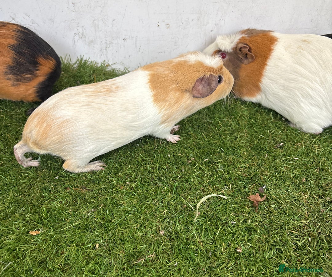 Guinea Pig rodents for sale: Female baby guinea pigs  - Advert 6