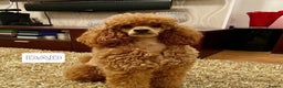 Cavapoo dogs for sale: Health tested cavapoo puppies - Advert 4