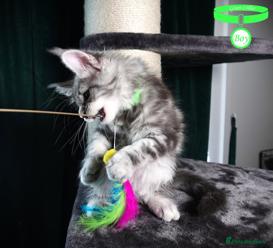 Maine Coon cats for sale: STUNNING XL PEDIGREE MAINE COON KITTENS - Image 8