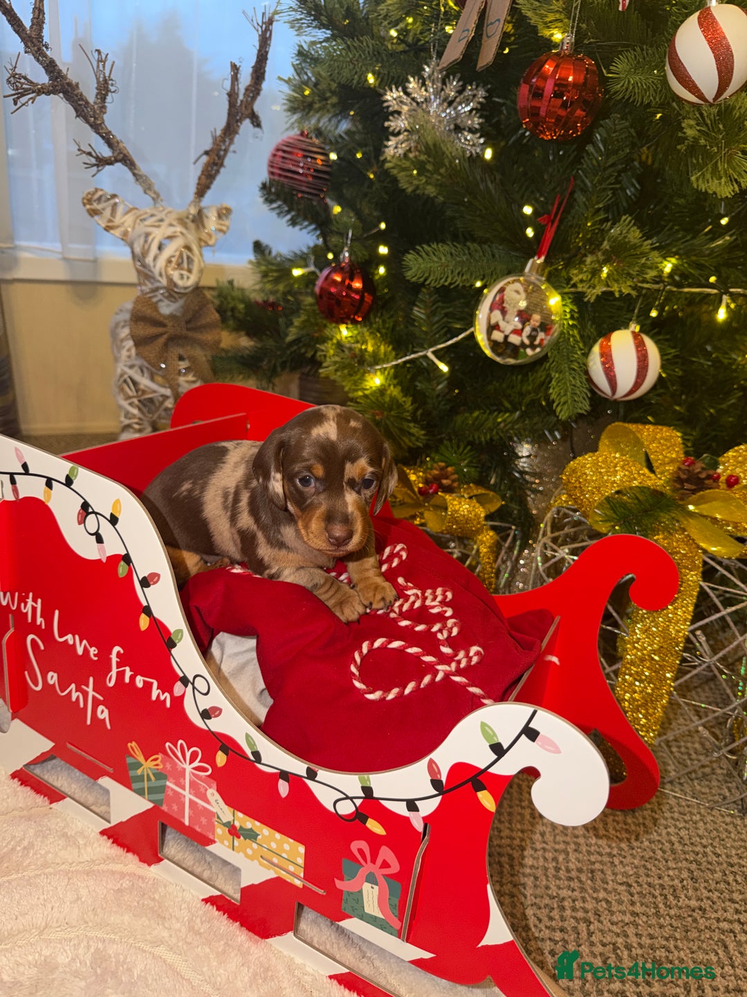 Miniature Dachshund dogs for sale: KC reg Miniature Dachshunds available 24thDecember - Advert 29