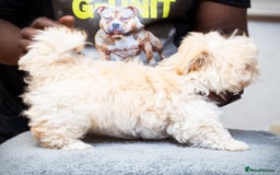 Mixed Breed dogs for sale: Fluffy Bichon Puppies – Friendly & Family Raised - Image 3