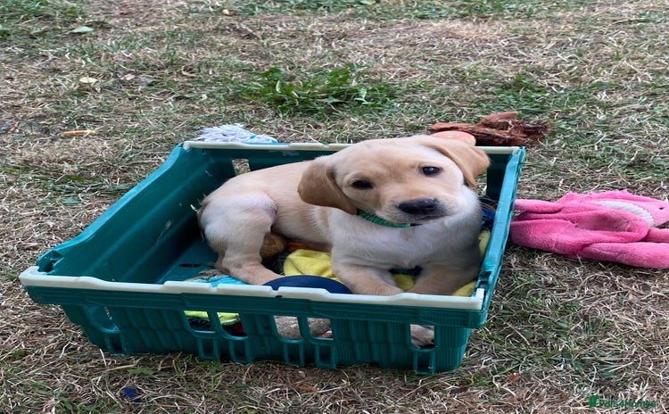Labrador Retriever dogs - Advert 3