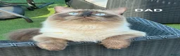 Mixed Breed cats for sale: Ragdoll/Maine Coon/Persian Mix Kittens - Advert 7