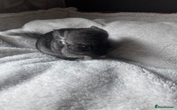 Chinchilla rodents for sale: 1 Grey Male Baby Chinchilla For Sale  - Image 4