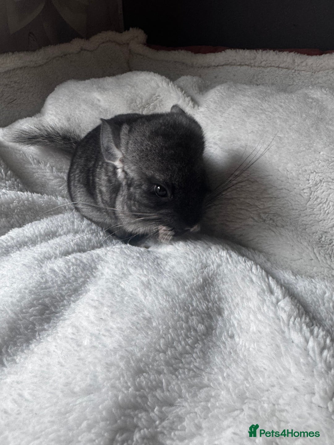 Chinchilla rodents for sale: 1 Grey Male Baby Chinchilla For Sale  - Image 4