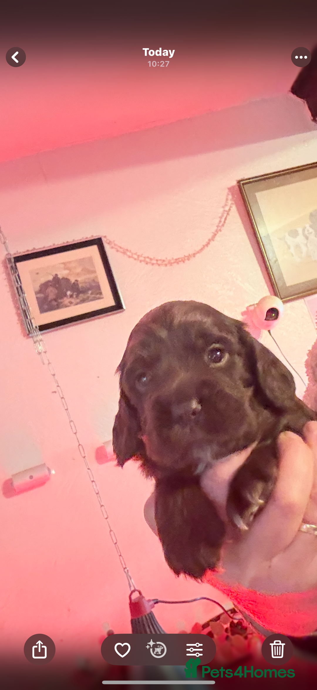 Cocker Spaniel dogs for sale: Stunning working cocker spaniels - Advert 2