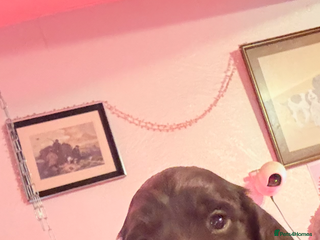 Cocker Spaniel dogs Stunning working cocker spaniels - Advert 4