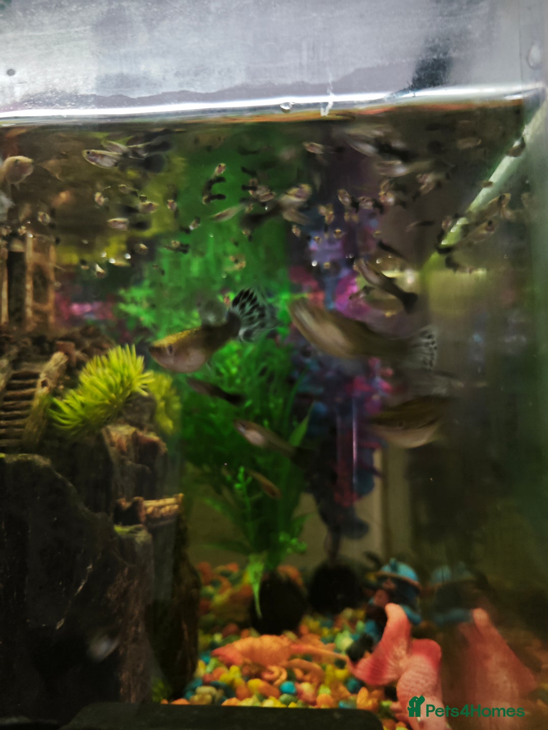 Rainbow Fish fish for sale: Baby Guppies  - Advert 5