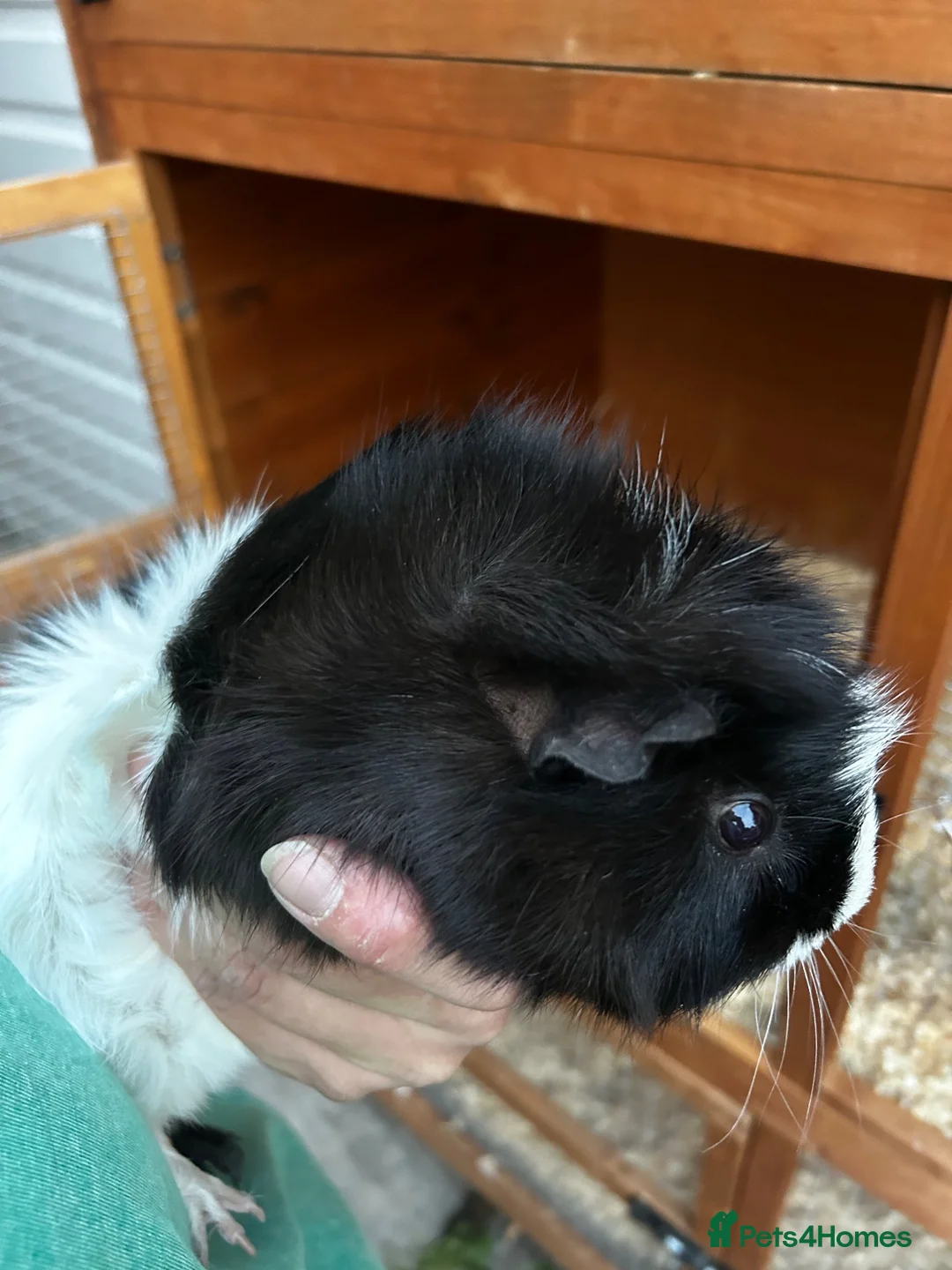 Guinea Pig rodents for sale: Bert and Barney guinea pigs in Thatcham - Advert 2