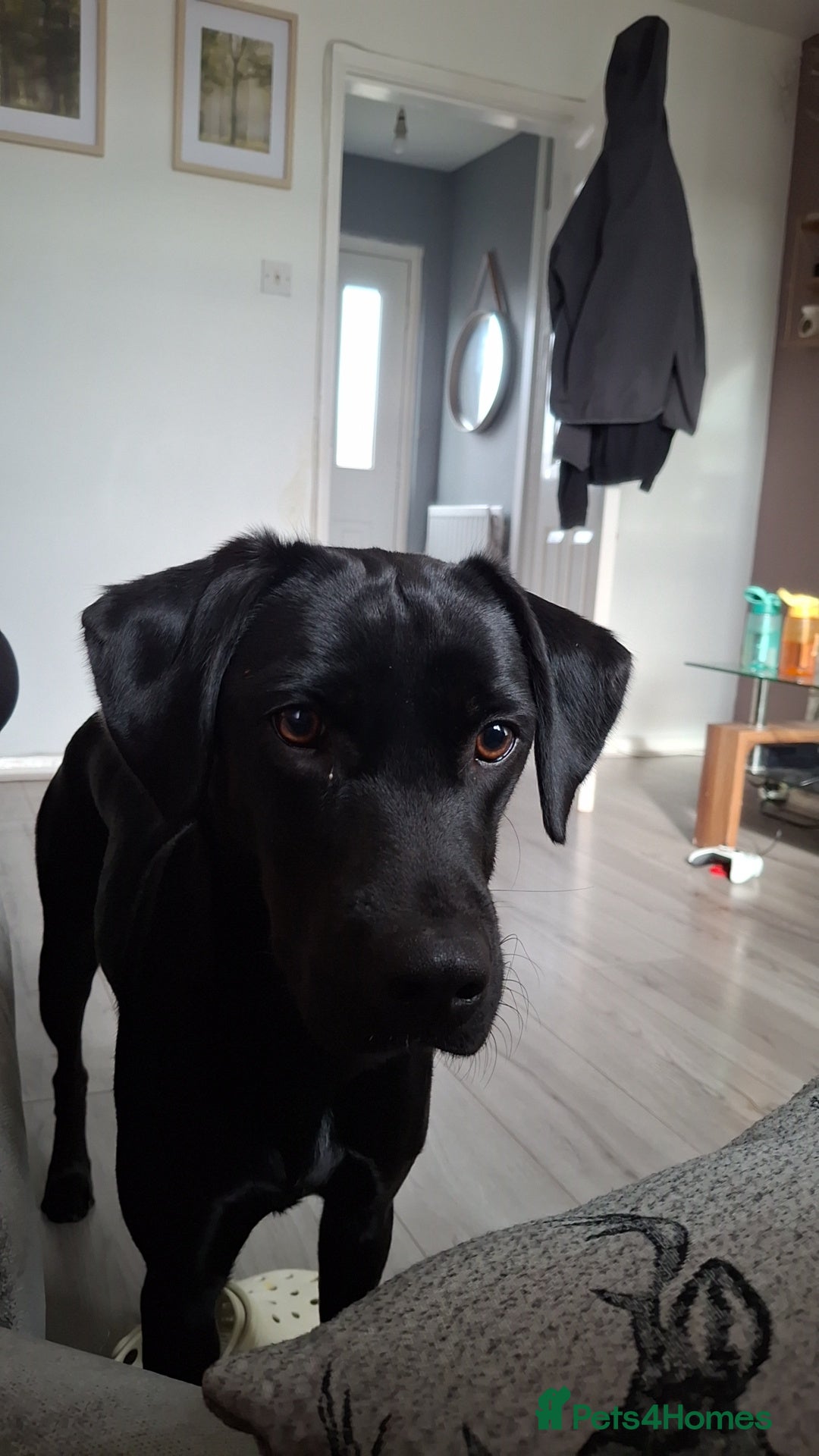 Labrador Retriever dogs for sale: Noelle the 1 year old black labrador  - Image 2