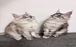 Maine Coon cats for sale: 💕5 TICA registered DNA CLEAR💕  - Image 8