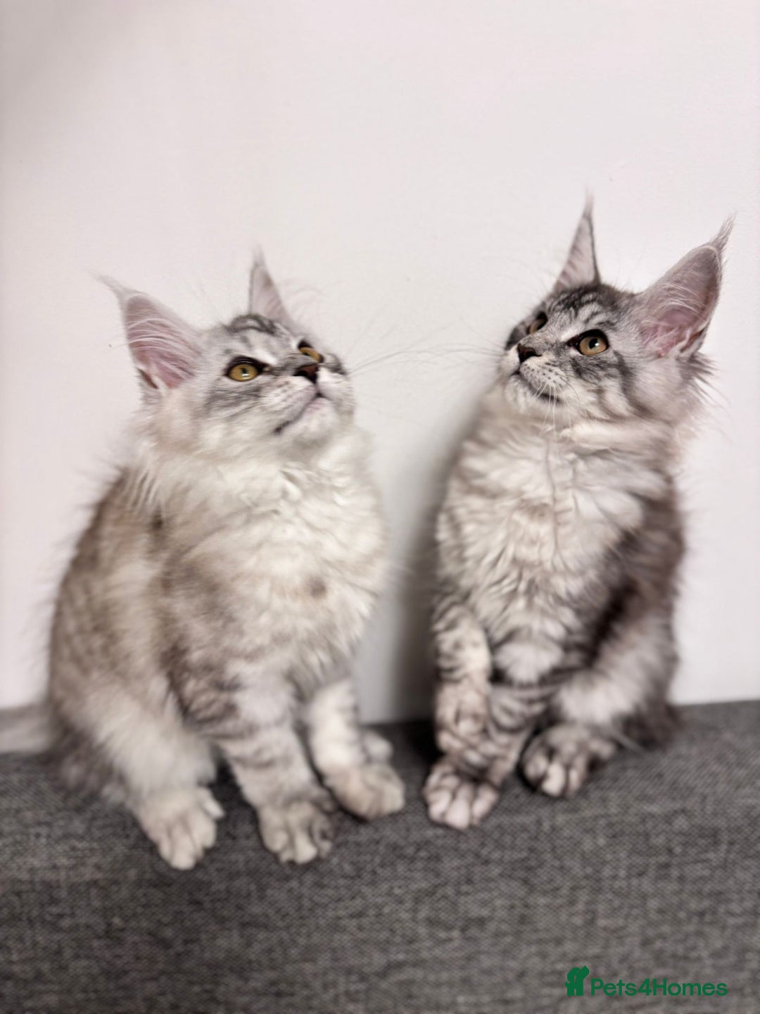 Maine Coon cats for sale: 💕5 TICA registered DNA CLEAR💕  - Image 8