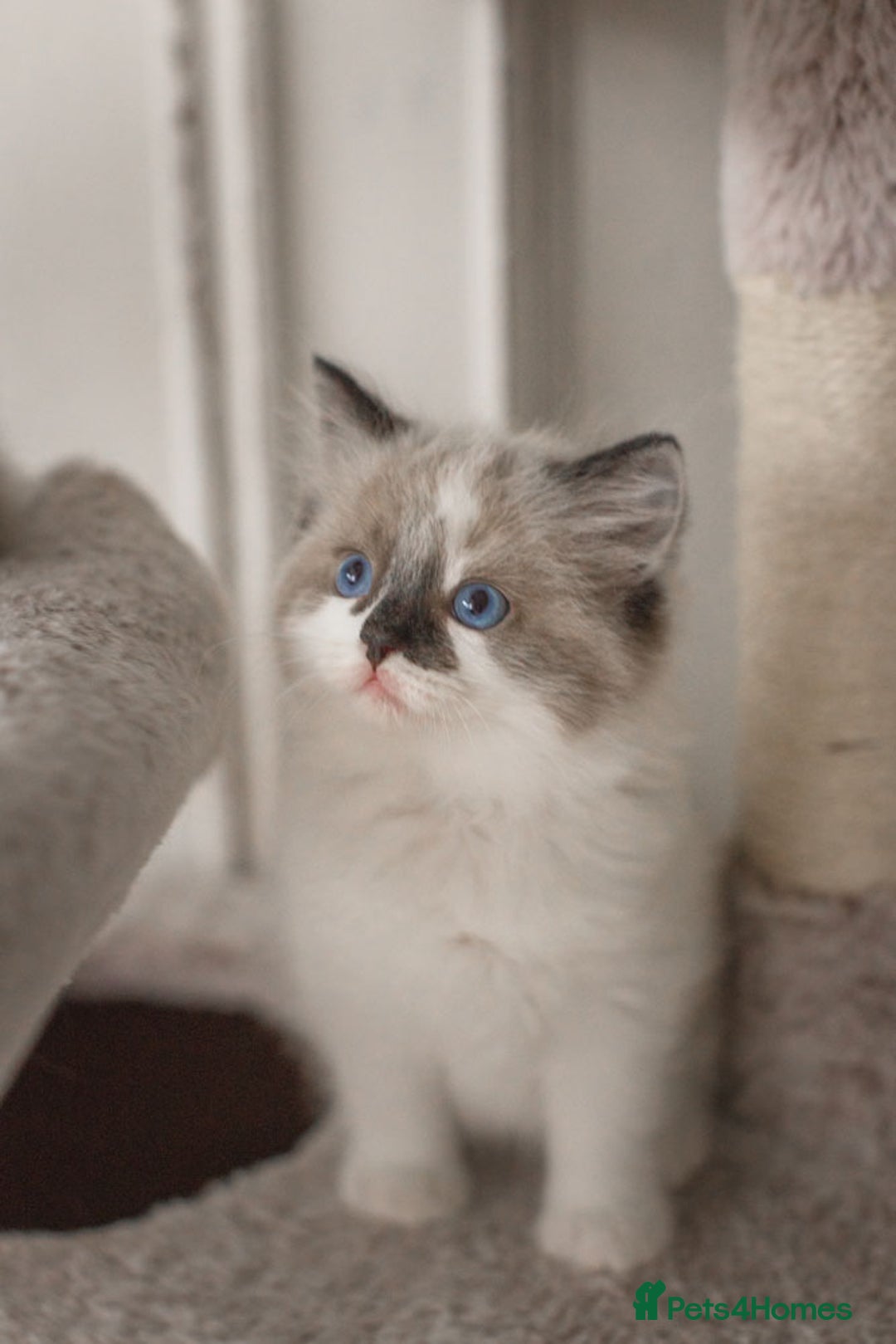 Ragdoll cats for sale: Bicolour and Lynx Ragdoll kittens - Advert 37