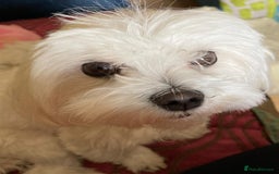 Maltese dogs for stud: Scottish Romeo waiting for Juliet  in Livingston - Image 5