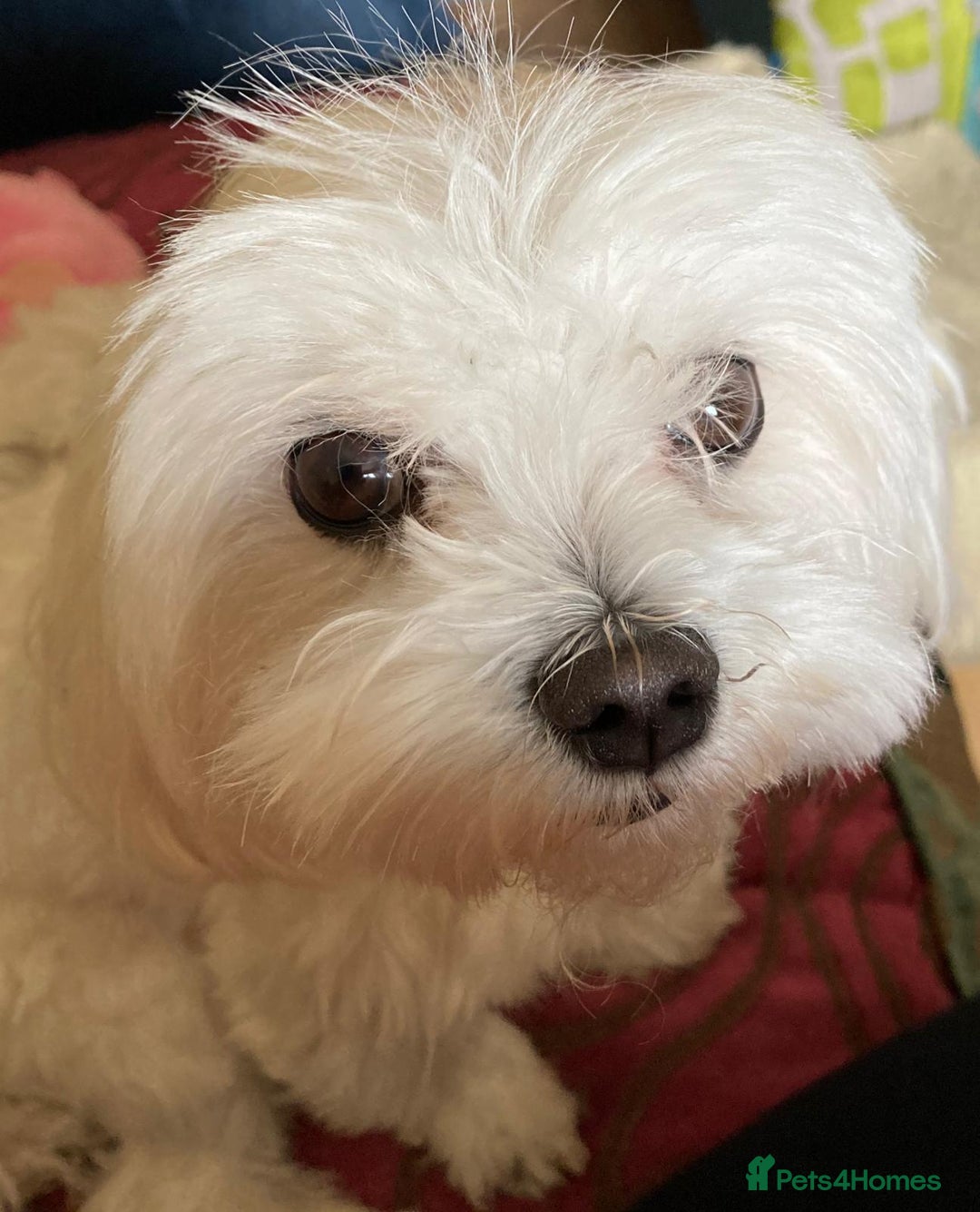 Maltese dogs for stud: Scottish Romeo waiting for Juliet  in Livingston - Image 5