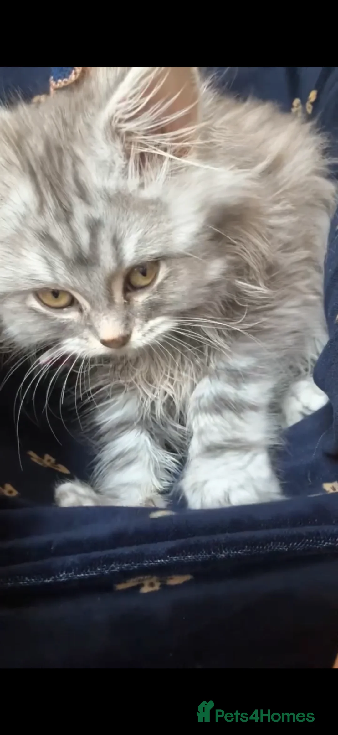 British Longhair cats for sale: My lovely friend for sale - Advert 7