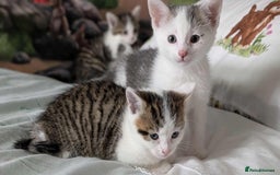 British Shorthair cats for sale: British Short Hair x Domestic Short Hair - Image 5