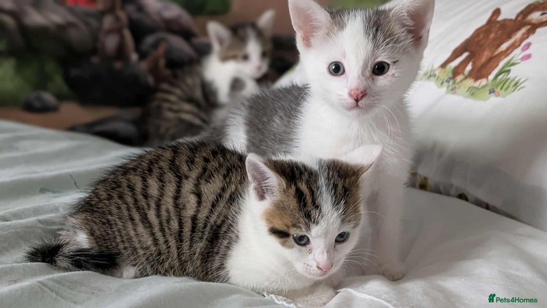British Shorthair cats for sale: British Short Hair x Domestic Short Hair - Image 5