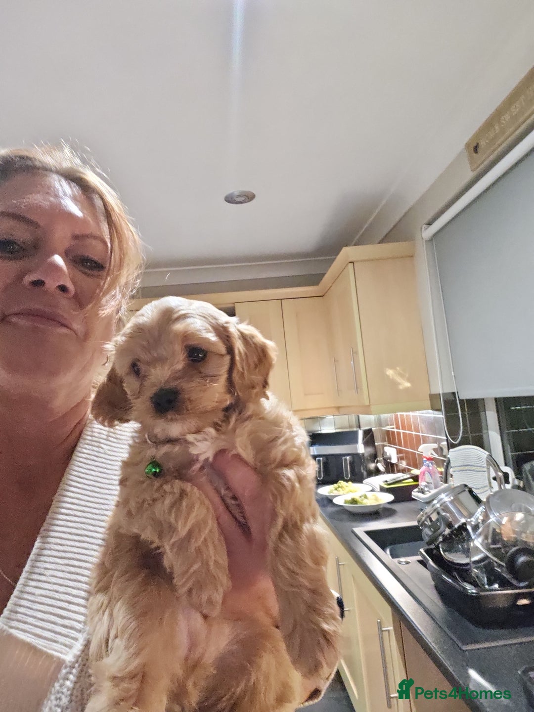 Cavapoo dogs for sale: LITTER OF BEAUTIFUL F2 CAVAPOO 1 boy now left   - Advert 9