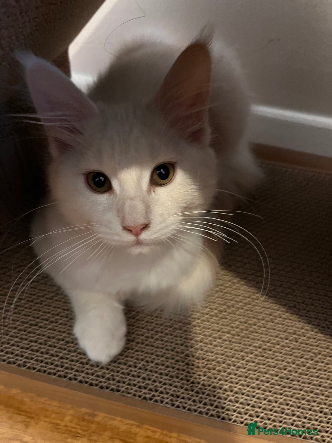 Maine Coon cats for sale: Purebred Maine Coon Kitten - Advert 4