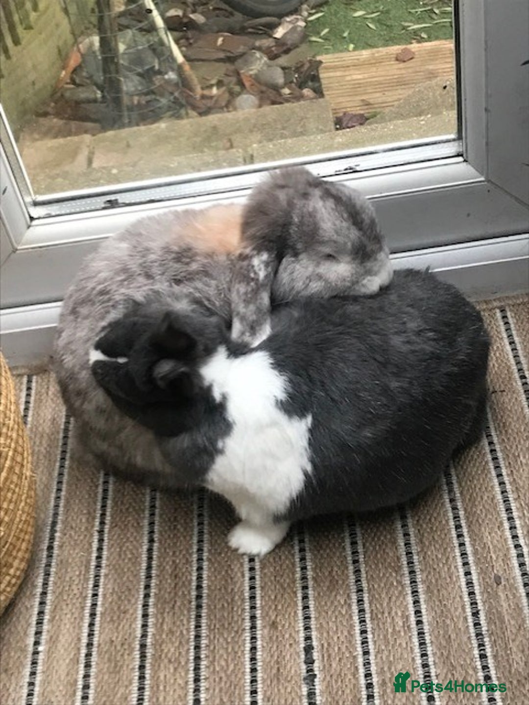 French Lop rabbits for sale: Much loved rabbits Benjamin and Lily  - Advert 2