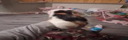 Mixed Breed cats for sale: 2 lovely calico girls in Manchester - Advert 6