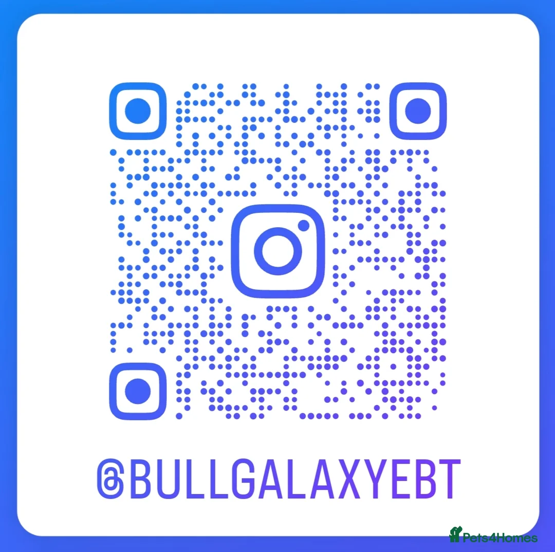 English Bull Terrier dogs for stud: KC registered stud - Advert 9