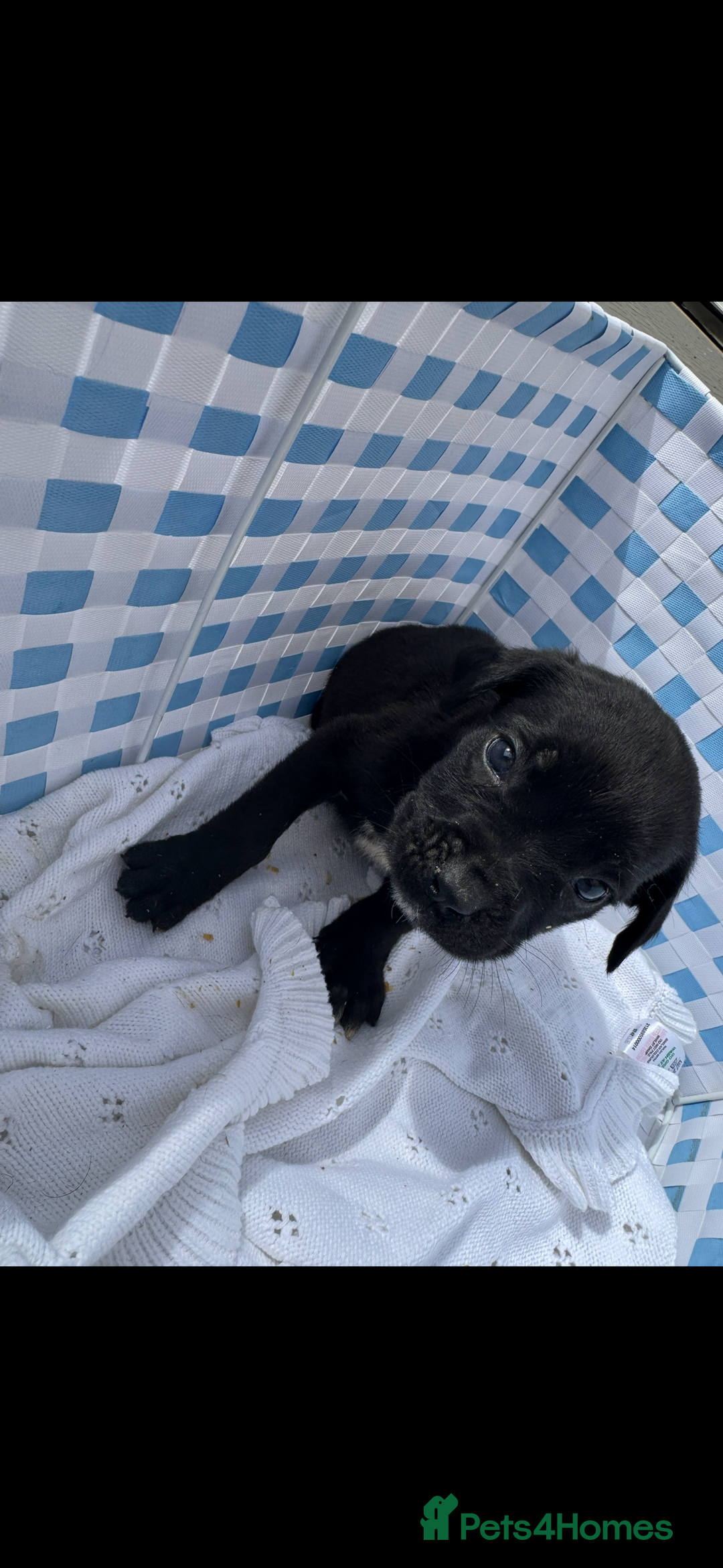 Cane Corso dogs for sale: cane corso puppy’s! - Image 11