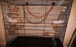 Lovebirds birds for sale: Lovebird looking for a new home - Image 5