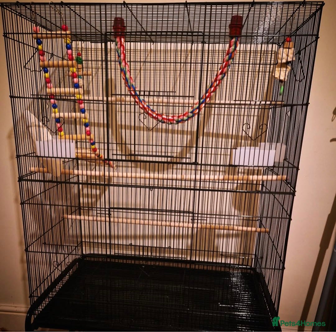 Lovebirds birds for sale: Lovebird looking for a new home - Image 5